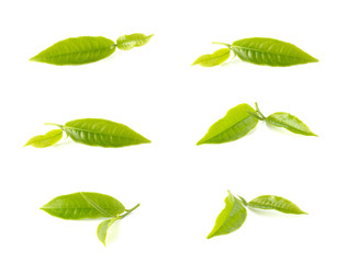 Green tea leaves collection on white background.
