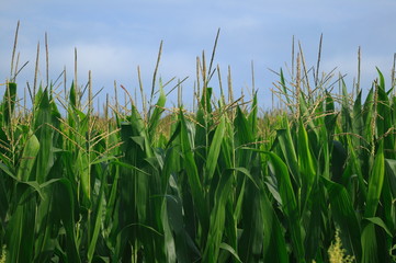 広大なトウモロコシ畑