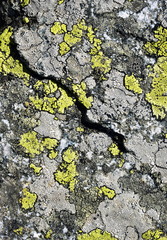 detail granite rock with yellow moss