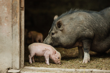 piglets with Mother