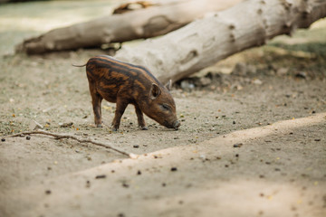 Little piglet in farm field