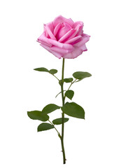 Fototapeta premium Delicate pink rose