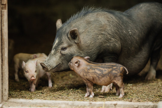 piglets with Mother