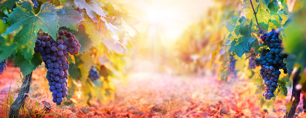Wijngaard in herfstoogst met rijpe druiven bij zonsondergang