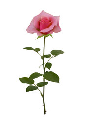 Naklejka premium Delicate pink rose