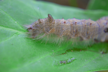 worm