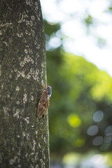 木に止まる蝉