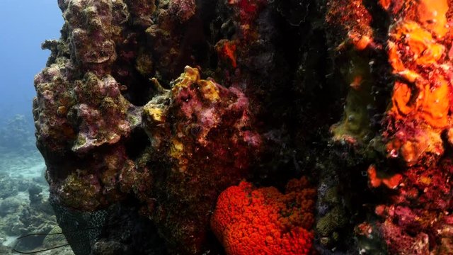 Unterwasser - Riff - Koralle - Taucher - Tauchsport - Tauchen - Curacao - Karibik