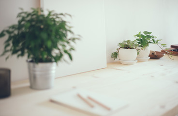 Hipster artist's work space, plants and canvas