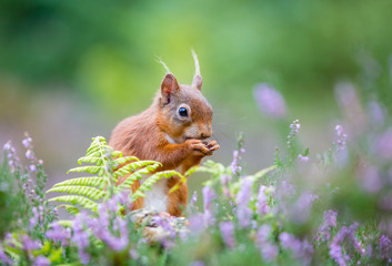 Fototapeta premium Red squirrel in woodland, County of Northumberland, England