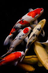 Koi fish