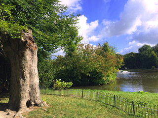 magnificent ancient oak by the lake