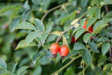 Biar berries on a bush. Authentic farm series.