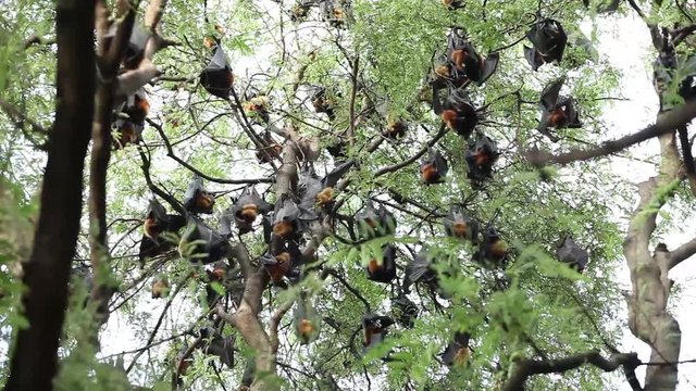 flying foxes hanging on tree at Thailand