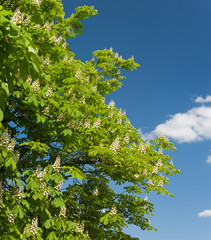 flowering branches of chestnut