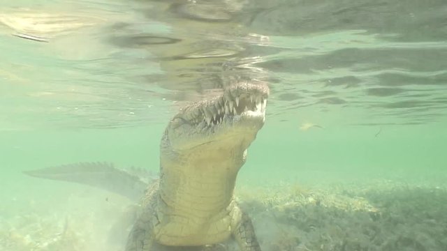 sea Crocodile saltwater Cuba island Caribbean Sea Video