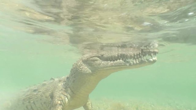 sea Crocodile saltwater Cuba island Caribbean Sea Video