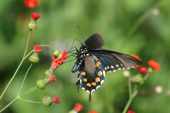 Pipevine Swallowtail 3