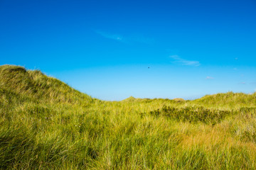 Obraz premium Grasdüne