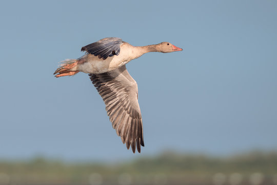 Greater white-fronted goose in flight