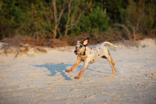 catahoula puppy running on a beach