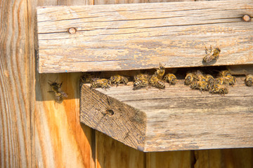 Life of bees. Worker bees. The bees bring honey.
