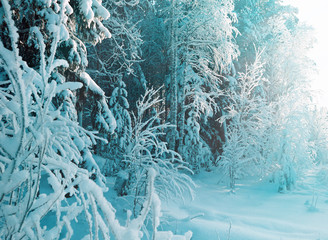 Winter landscape.Winter snowy forest