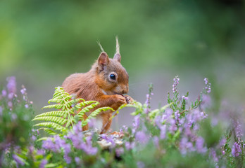 Red squirrel amongst heather, County of Northumberland, England