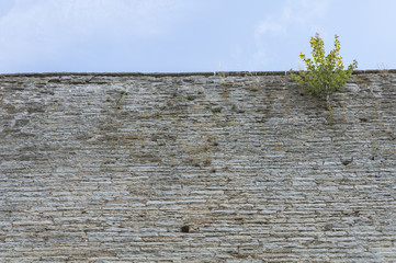 Old Wall with Tree