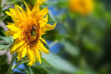 Obraz premium flower sunflower bright