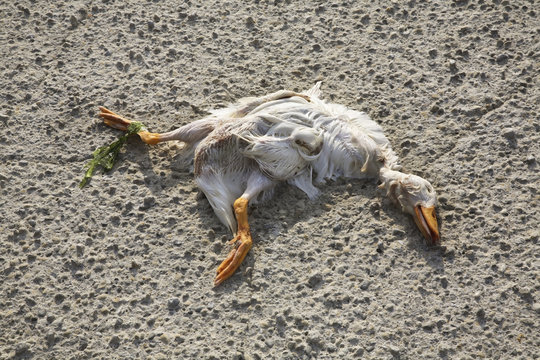 Dead Duck On Malecon In Havana. Cuba