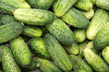 a lot of young cucumbers as background