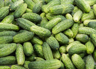 a lot of young cucumbers as background