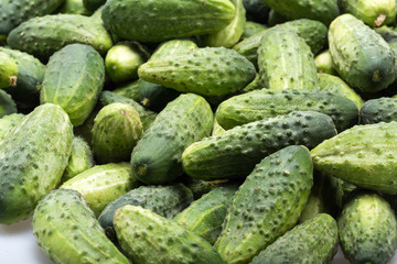 a lot of young cucumbers as background