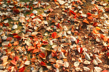 Fall leaves background