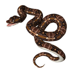 3D Rendering Gaboon Viper on White
