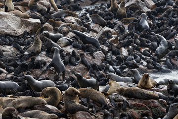 Wild cape fur seals colony, Namibia
