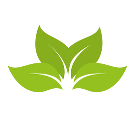 leaves natural plant sheet