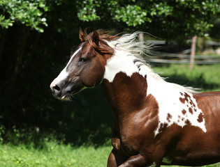 Amazing paint horse stallion running