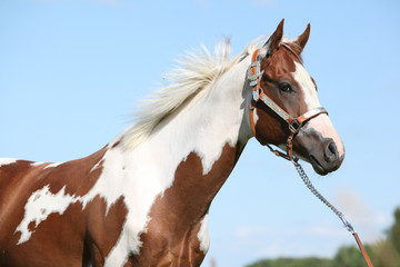 Portrait of nice paint horse in summer