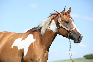 Fototapeta premium Portrait of nice paint horse in summer