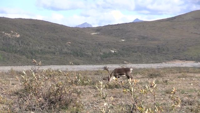 Barren Ground Caribou Bull 