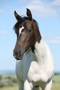 Portrait of nice paint horse in summer