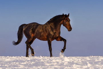 Fototapeta na wymiar Bay stallion trotting in snow against blue sky