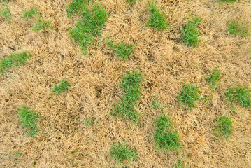 Dry Grass with Green Spot pattern for background