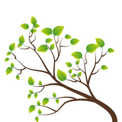 Obraz na płótnie Canvas green tree branch foliage