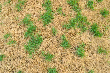 Dry Grass with Green Spot pattern
