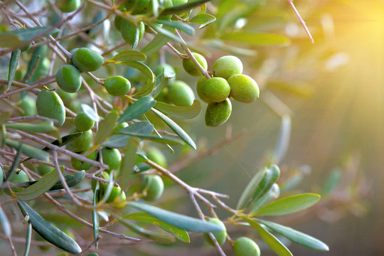 Olive tree