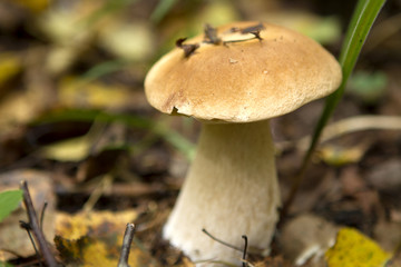 One white mushroom porcini in the forest close up