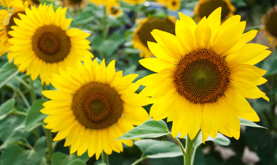 Fototapeta premium Field with sunflowers